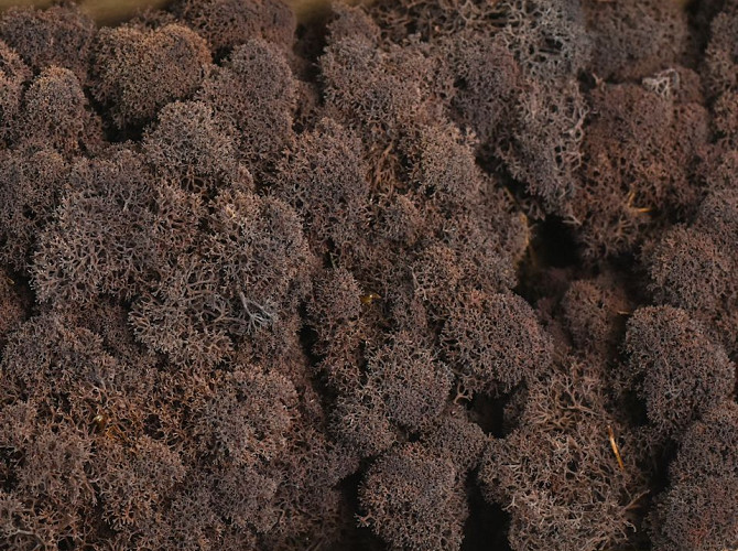 Reindeer Moss Brown per kg