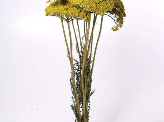 Achillea Parker FrühlingsGrün 70cm