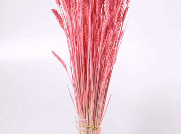 Triticum Bright Pink (wheat) 70cm