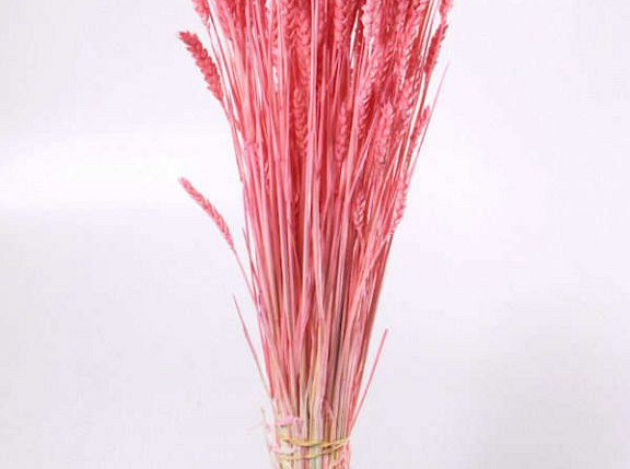 Triticum Hellrosa (Weizen) 70cm