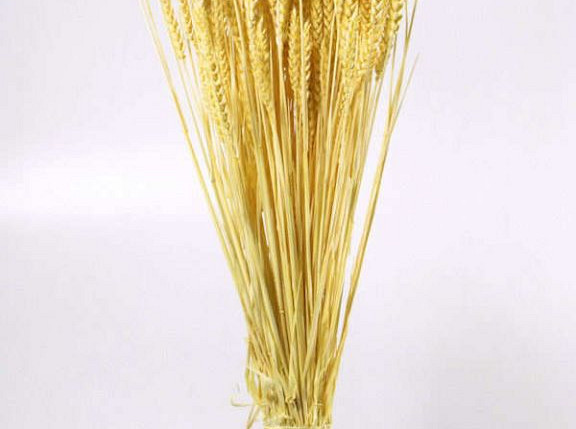 Triticum Hellgelb (Weizen) 70cm
