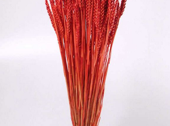 Triticum Bright Red (wheat) 70cm