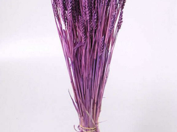 Triticum Hellviolet (Weizen) 70cm