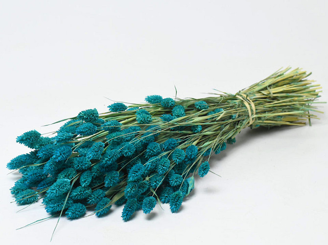 Phalaris Blue 70cm