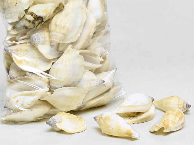 Shells Canarium White 1kg