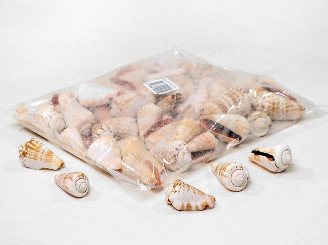 Muscheln strombus luhuanus 1Kg