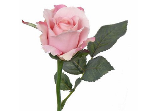 Rose Rose 30cm