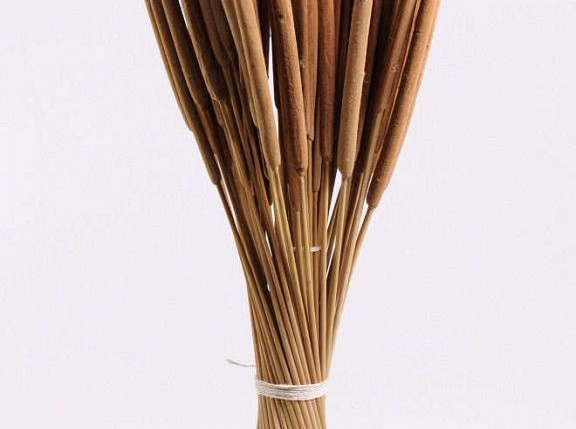 Typha Mix 100pcs