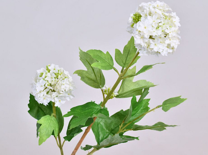 Viburnum Blanc 40cm