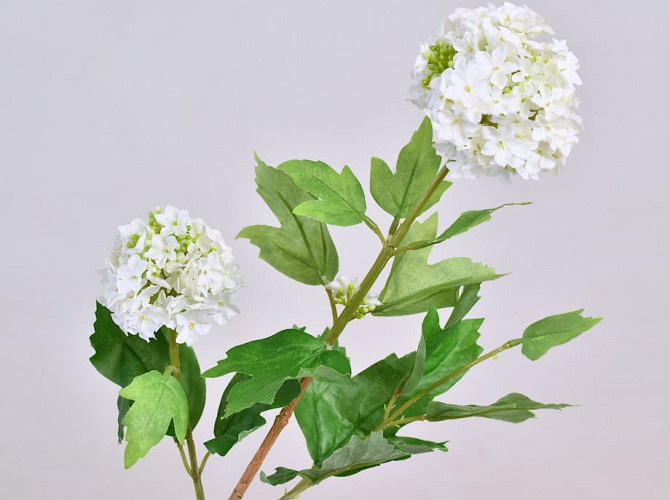 Viburnum Weiß 40cm