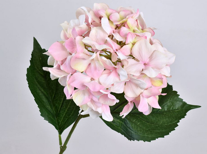 Hortensia Rose-Blanc 68cm