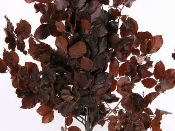 Beech Leaves Red 60-70cm