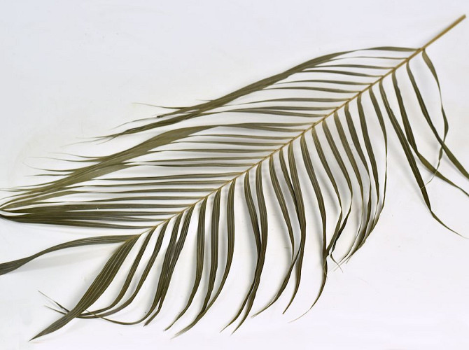 Areca Palmenblätter 60cm