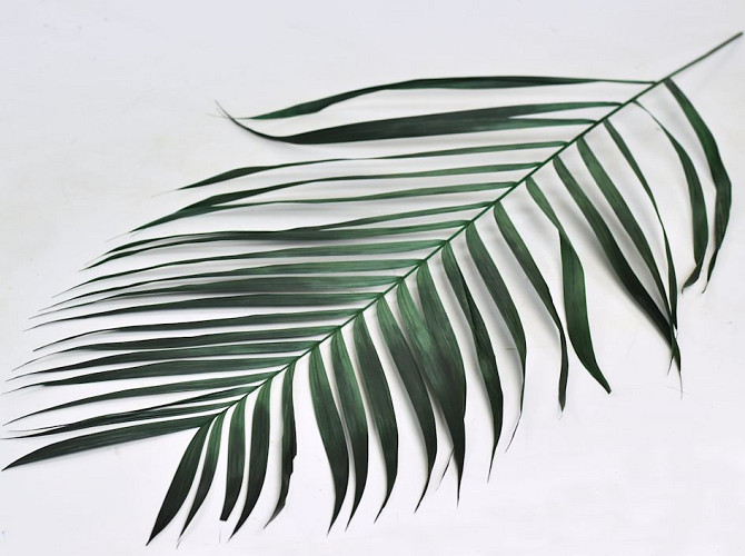 Areca Palmleaves 80cm Green