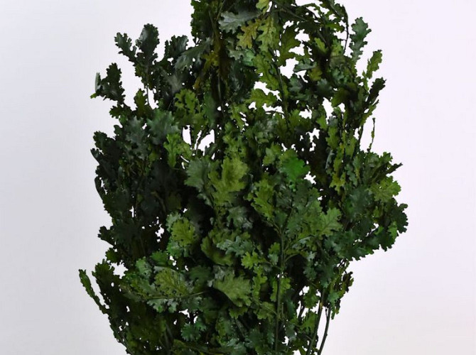 Eichenblatt Grün 1kg