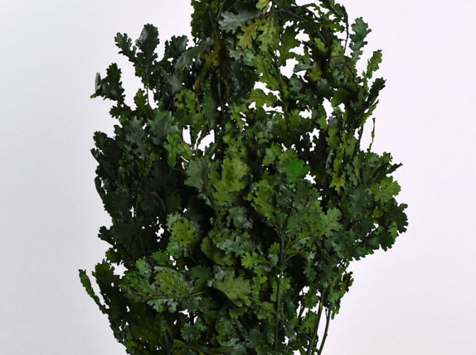 Oak Leaves Green 1kg