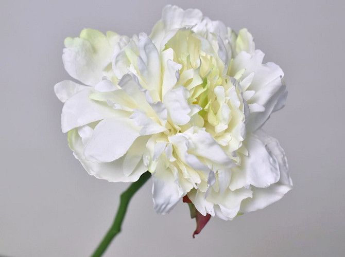 Peony Rose XL 30cm White