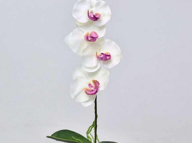 Phalaenopsis 50cm Weiß