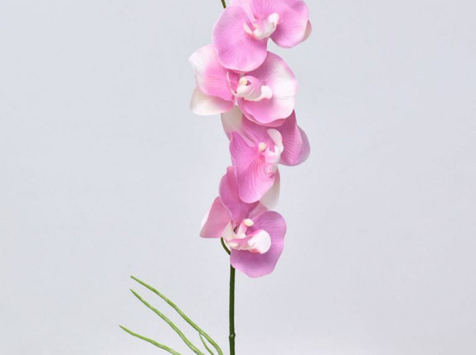 Phalaenopsis Pink 44cm