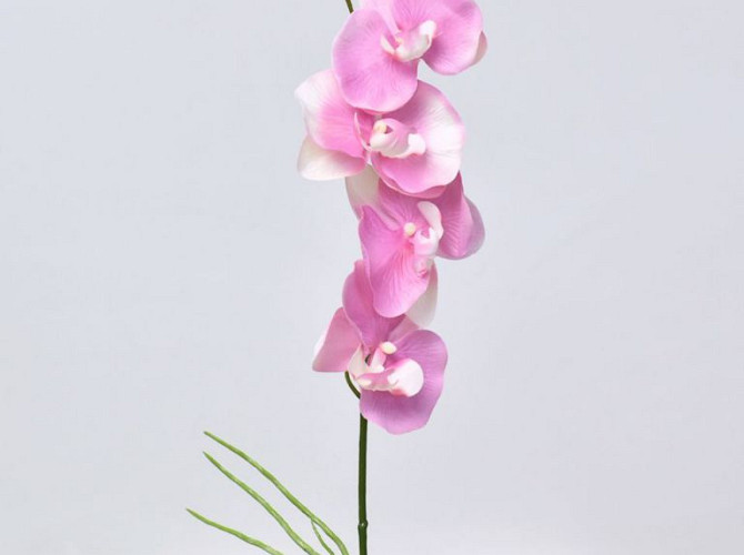 Phalaenopsis Rosa 44cm