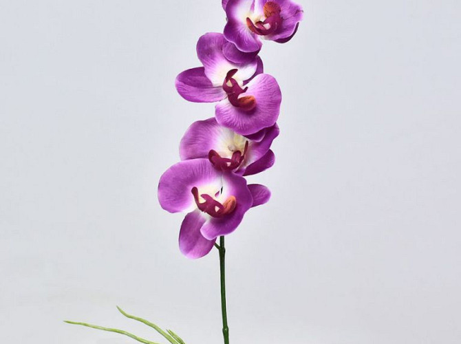 Phalaenopsis 50cm Fuchsia