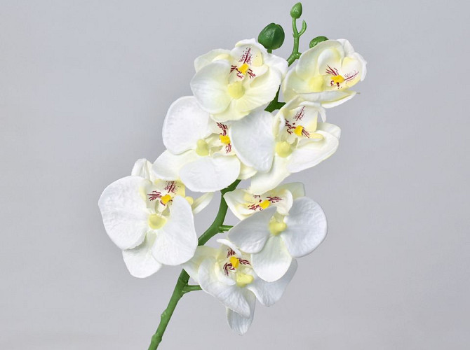 Phalaenopsis 50cm Wit