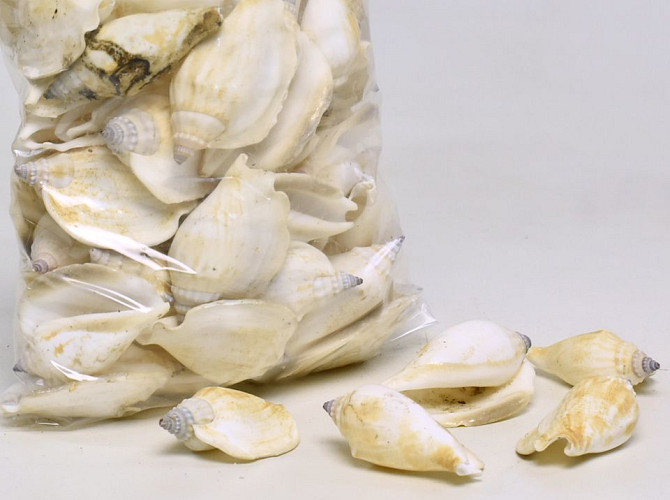 Shells Canarium White 1kg