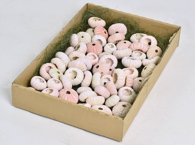 Box of Urchins Pink 4-5cm