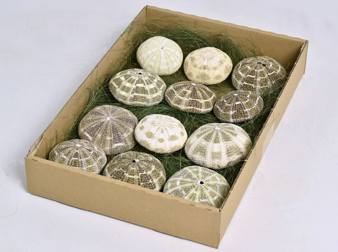 Box of Urchin Paya Paya