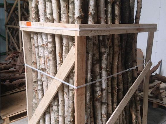 Birch Trunk 2m 5-7cm