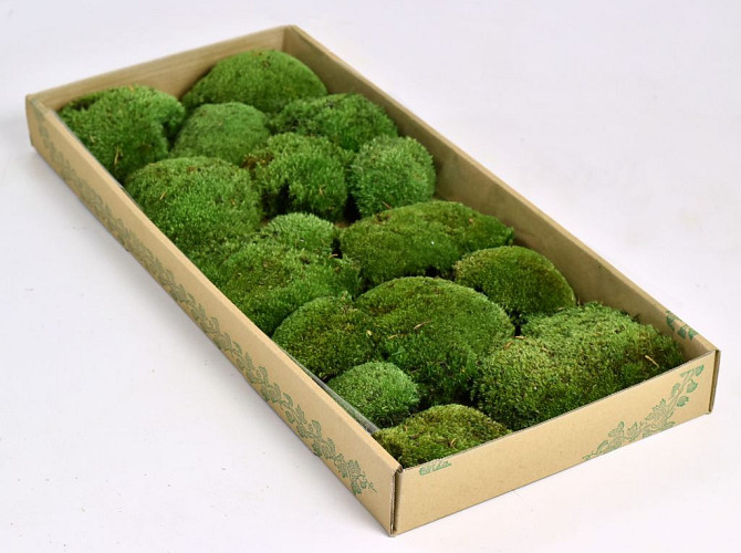 Polstermoos Waldgrün (tray 66x26cm)