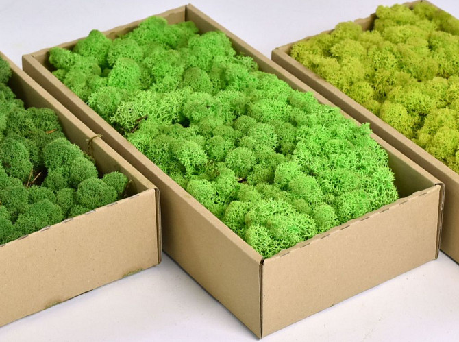 Reindeer Moss Spring Green 500g.