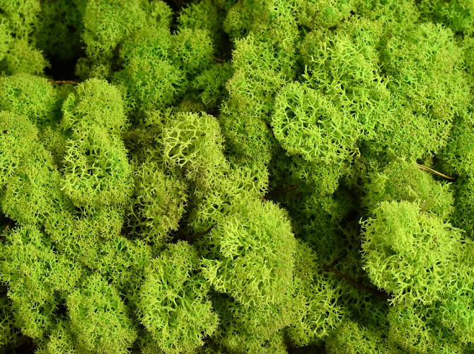 Reindeer Moss Lime Green Kg