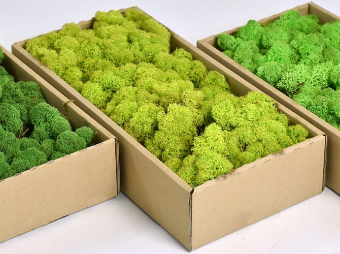 Reindeer Moss Lime Green 500g.