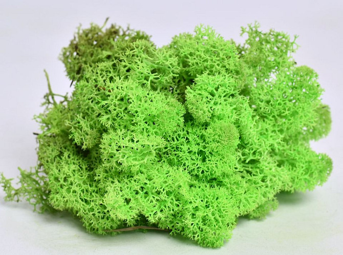 Reindeer Moss Spring Green 40g.