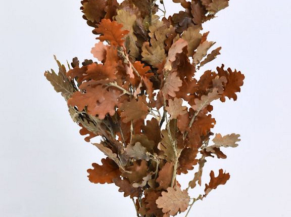 Oak Leaves Brown 50-60cm