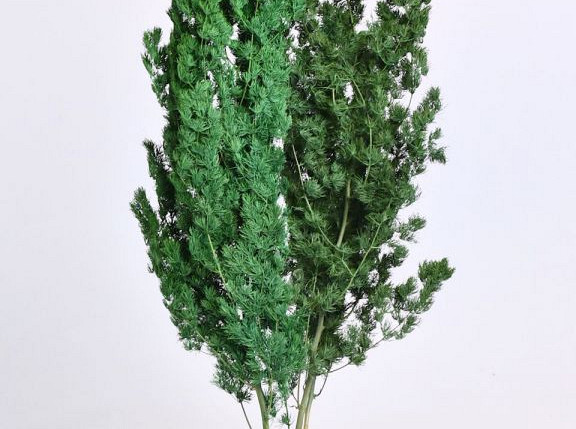 Asparagus Myrocladius  Grün 200Gr.
