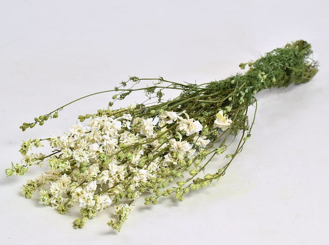 Bouquet Delphinium Blanc 50cm