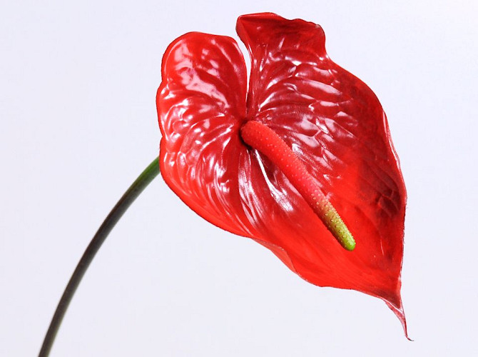 Anthurium  70cm-18cm Rouge