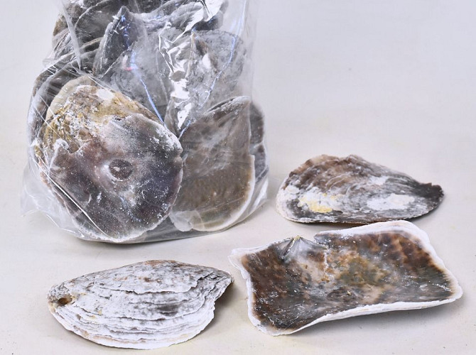 Saddle oyster shells 1kg