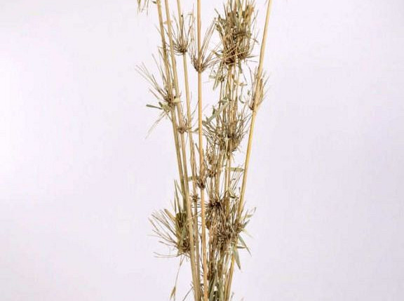 Bamboo stem with leafs 1m