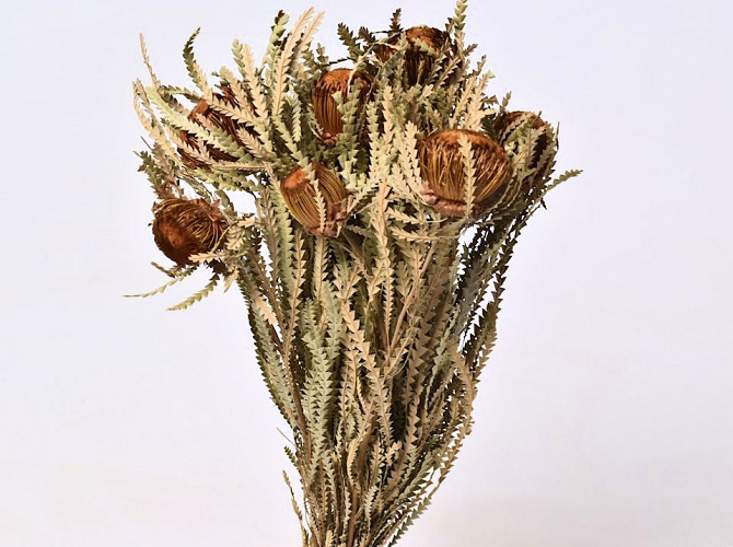 Banksia Formosa