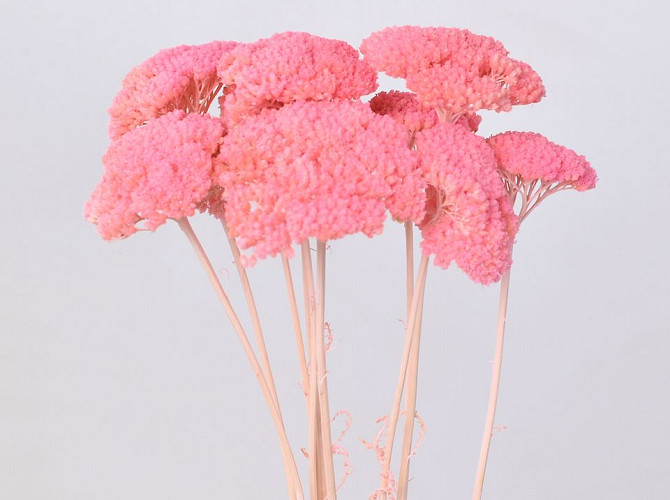 Achillea Parker Bright Pink 70cm