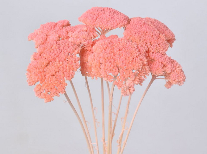 Achillea Parker Pastell Pfirsich 70cm