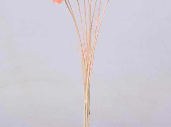 Achillea Parker Pastel Peach 70cm