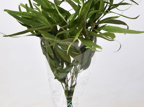 Eucalyptus Globus 65cm