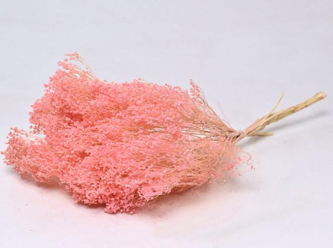 Broom Bloom Pastel Pink 50cm