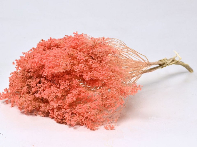 Broom Bloom Pastel Peach 50cm