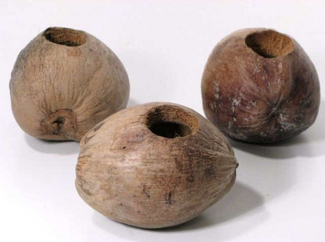 Coconut Pot 13cm