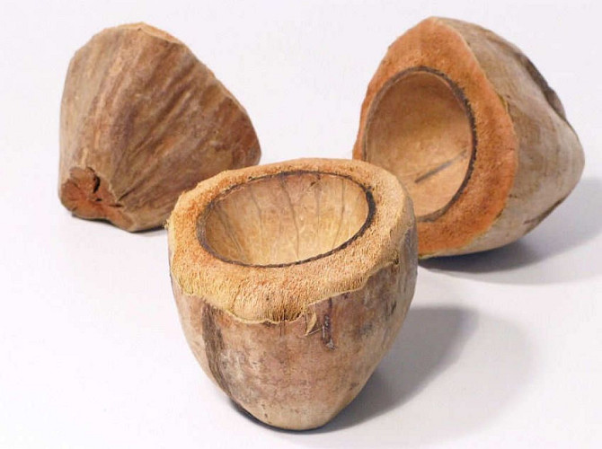 Coconut Cup 11-14cm